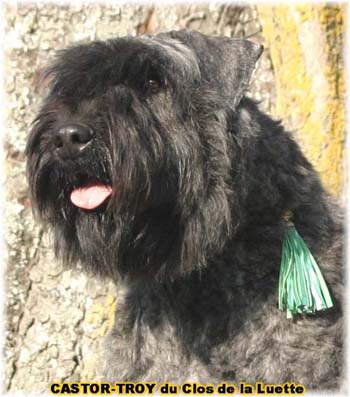 bouvier des flandres du clos de la luette - copyright déposé